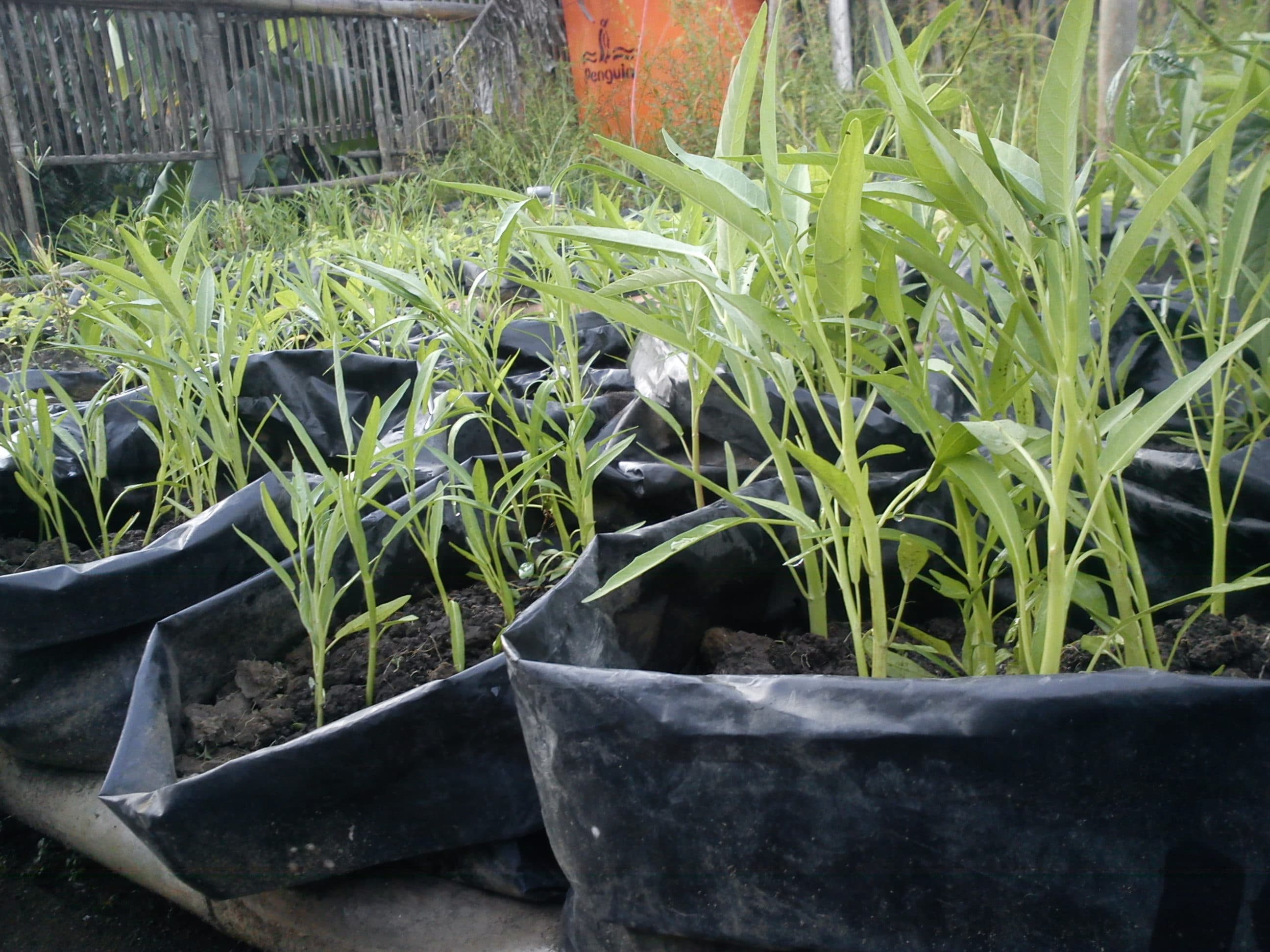 Uji coba menanam biji kangkung di dalam polybag dan ada hasilnya