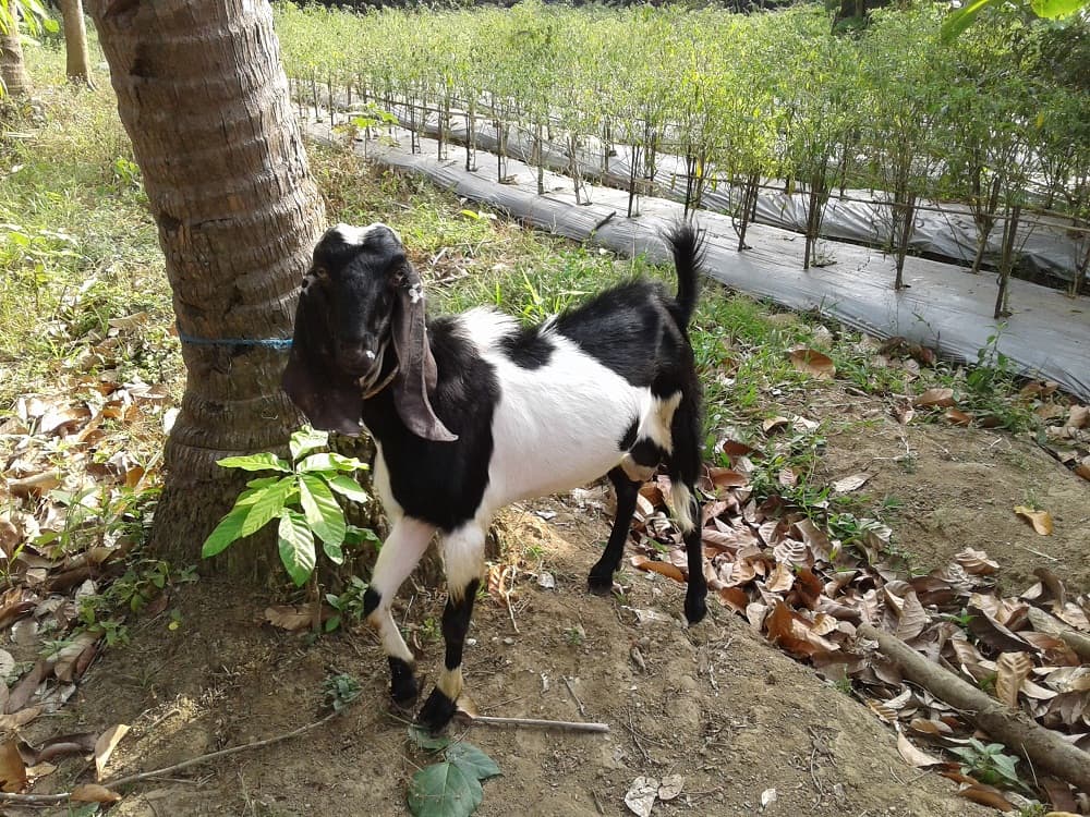 Hari Raya Idul Adha