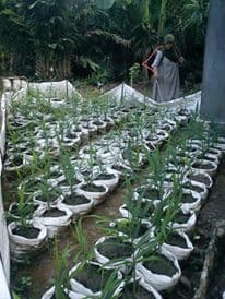 Tanaman jahe umur 2 bulan