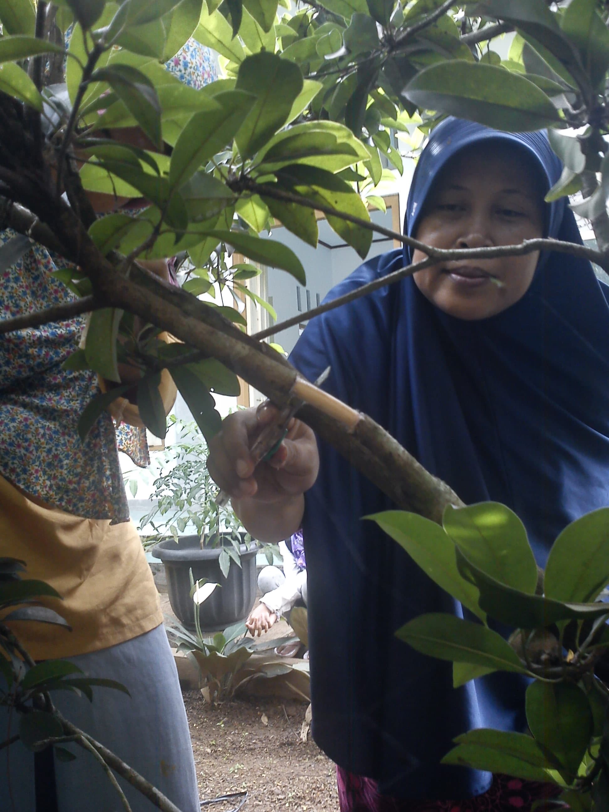 Membersihkan ranting dari getah/lendir