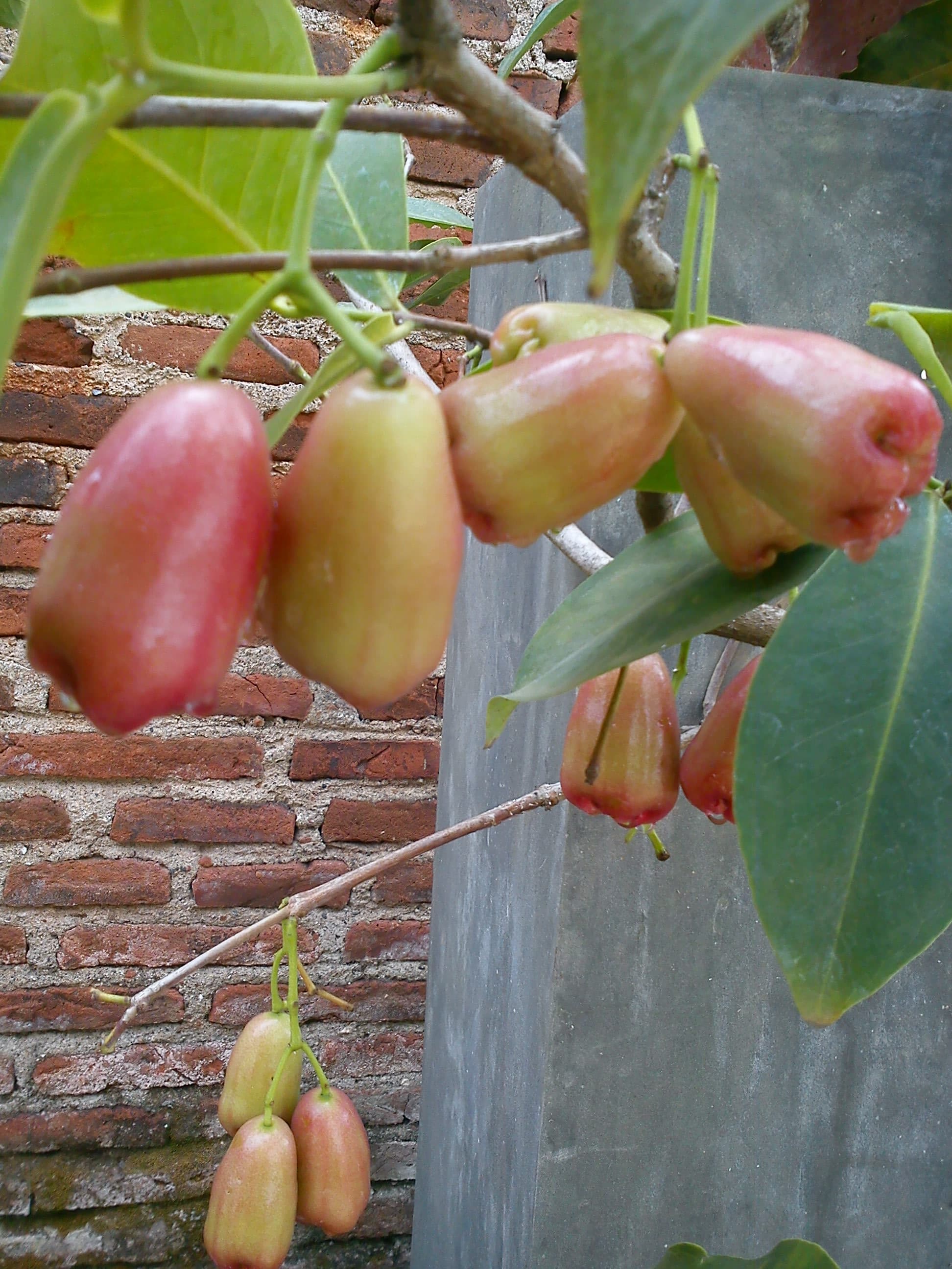 HAsil buah jambu lilin di depan panti