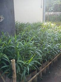 Jahe merah umur 6 bulan