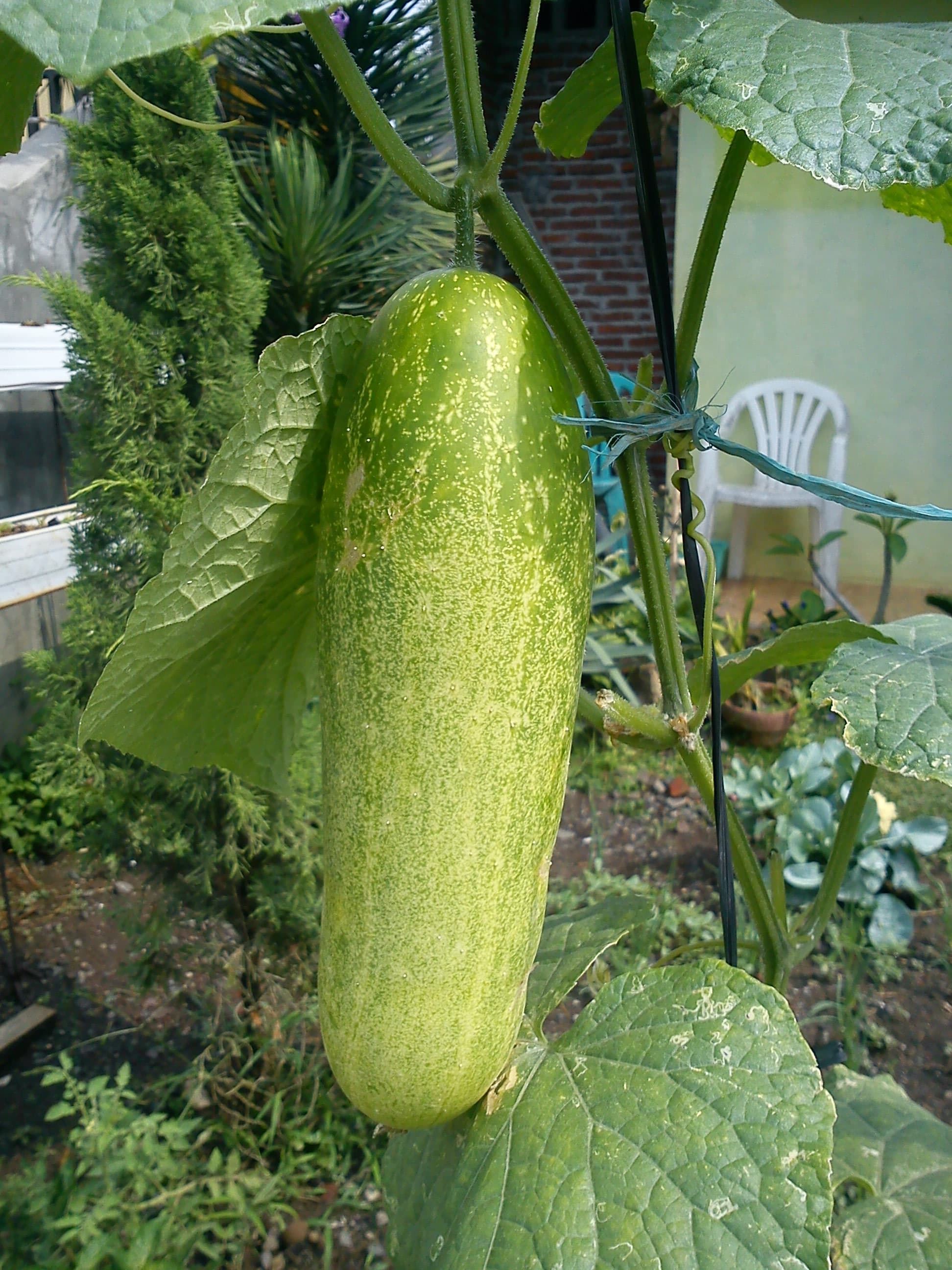 Tanaman timun