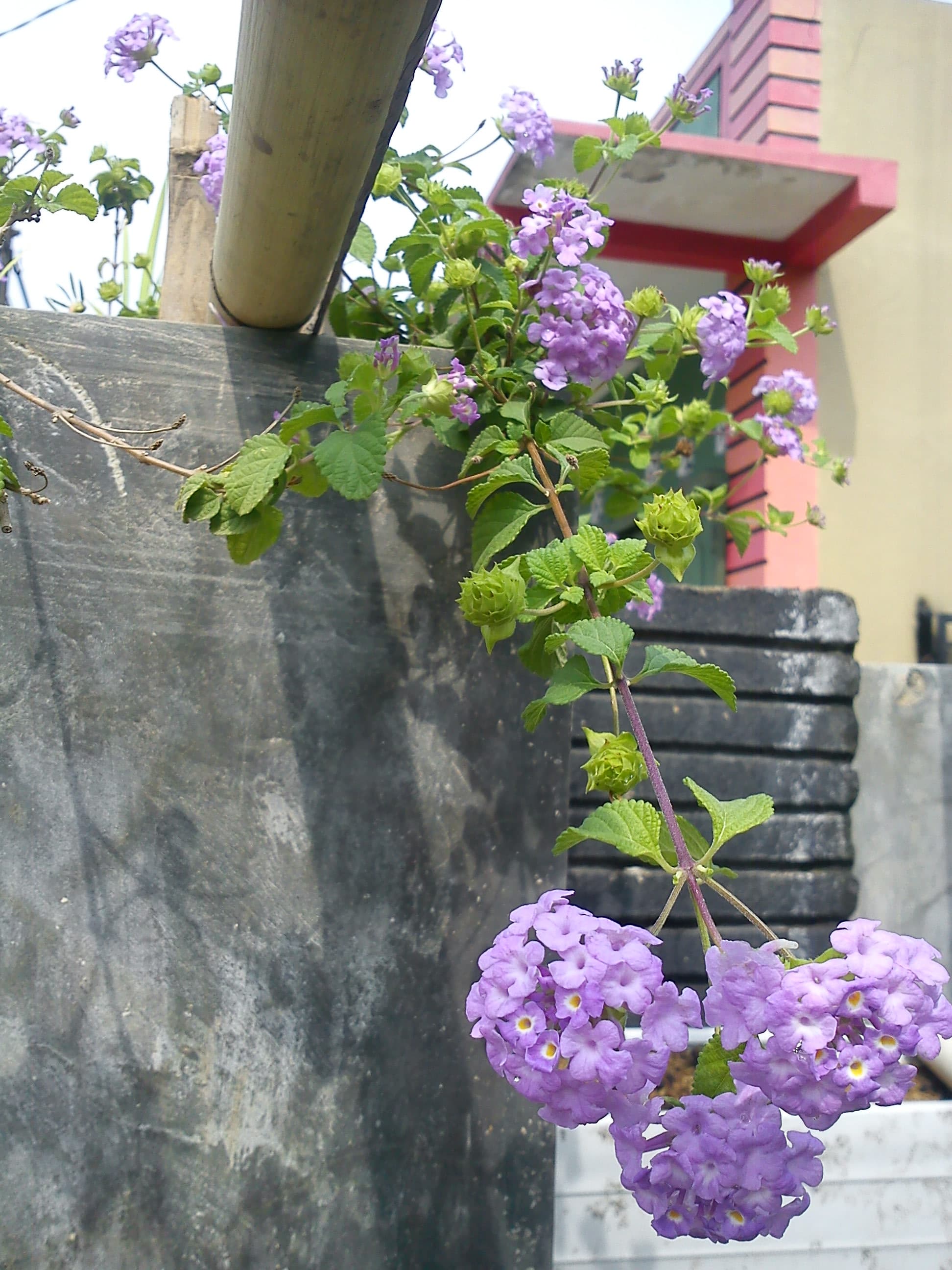 Bunga kemuning